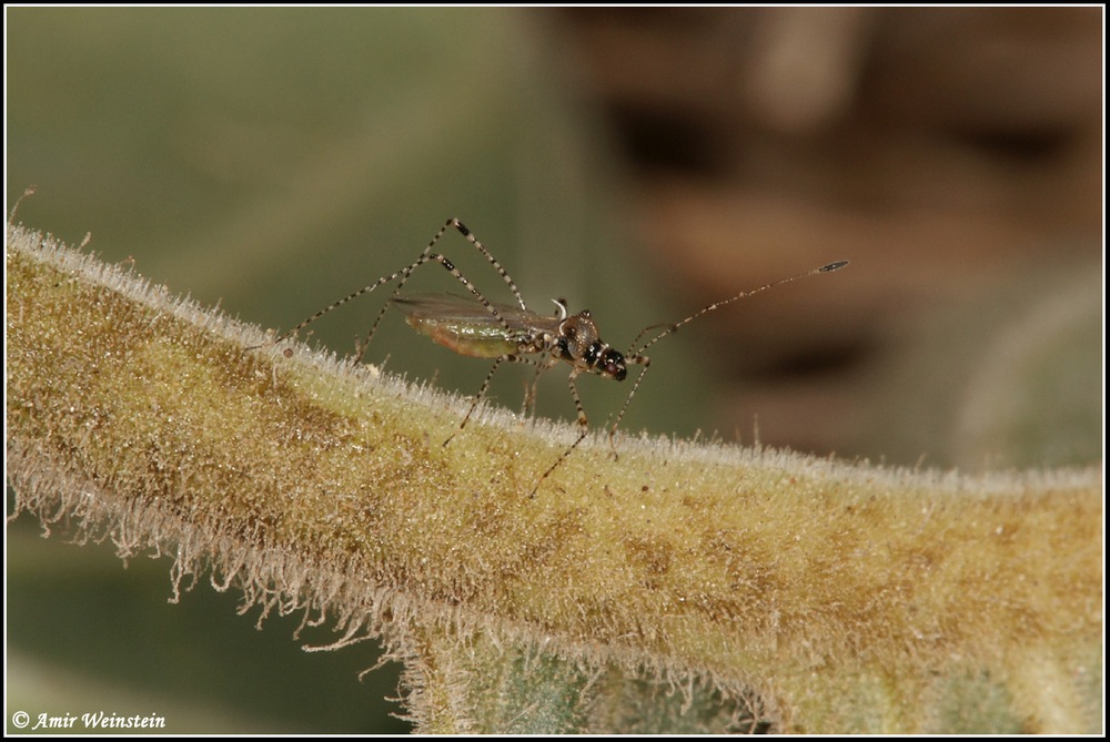 Heteroptera d''Israele